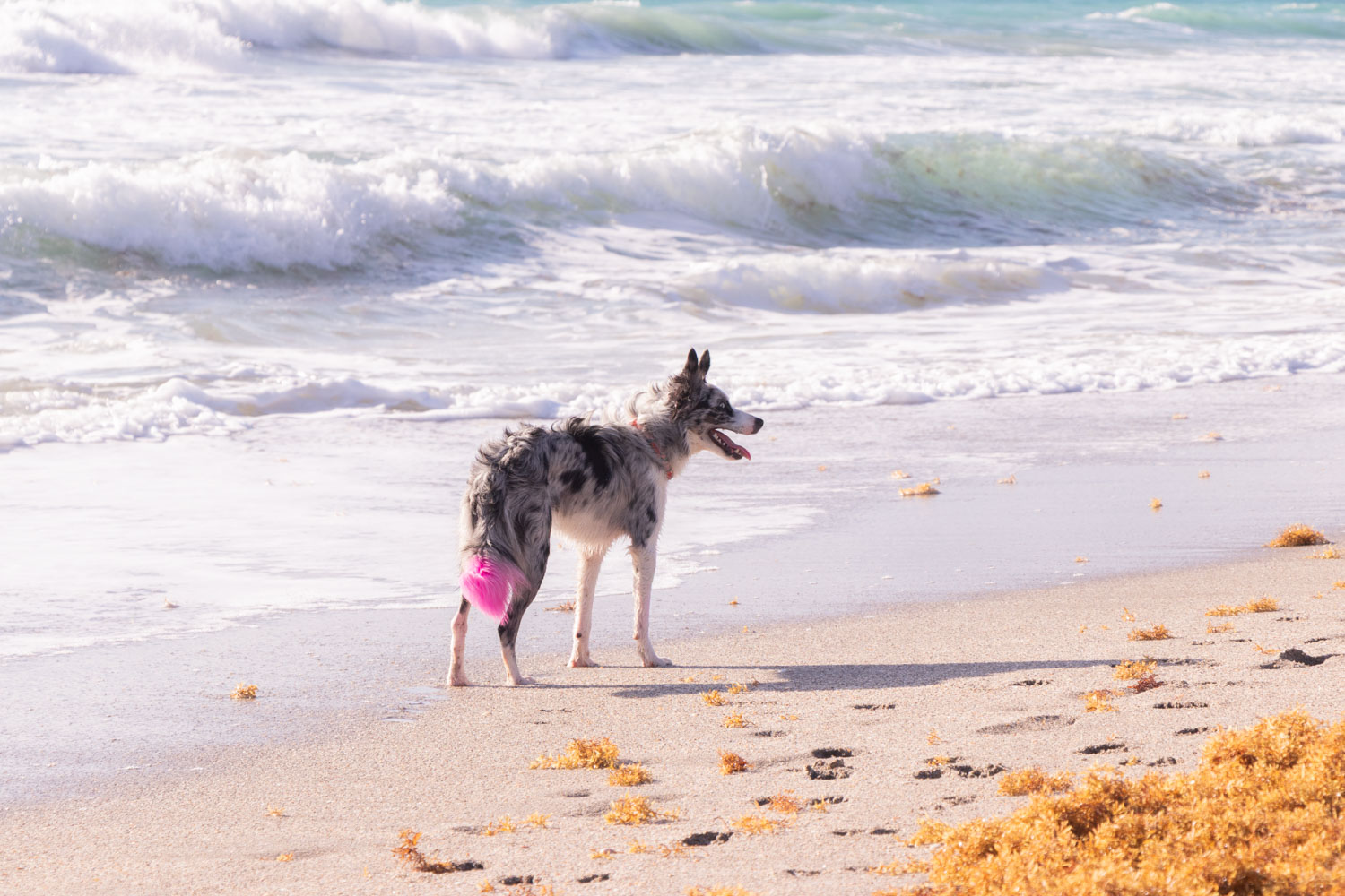 IMG_8213-LR-FriendsofJupiterBeachCleanup