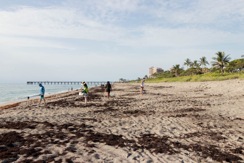 Wide view of the beach with volunteers in the distance.