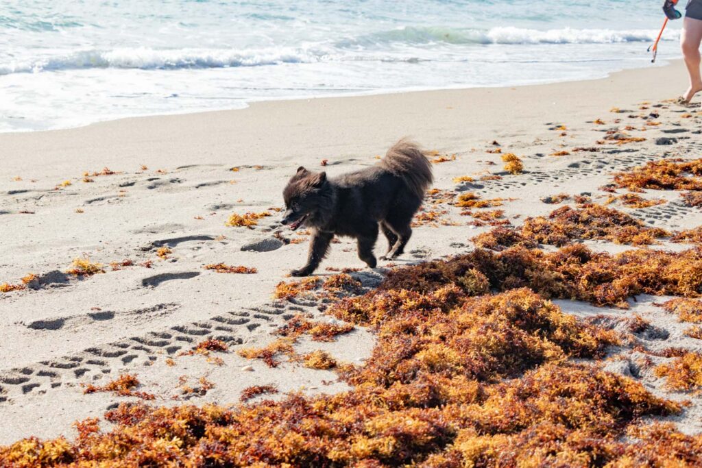 Black dog exploring a seaweed-covered section of the beach.