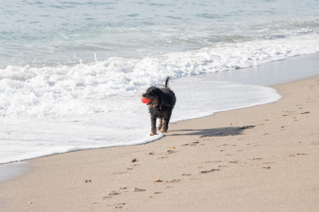 Black dog walking along the shoreline near the surf.