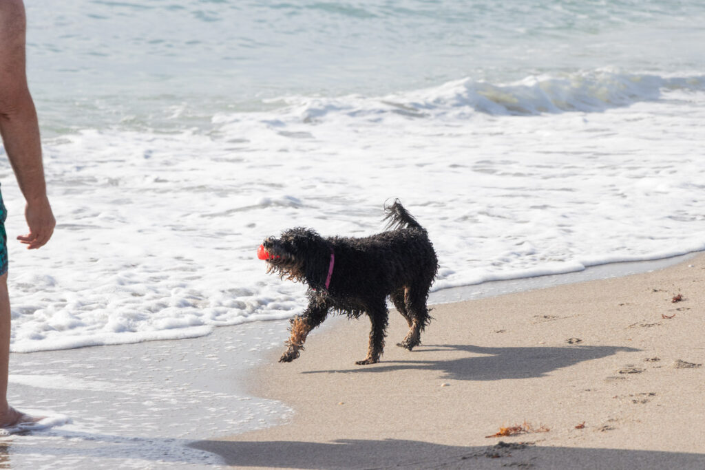 Black dog walking along the shoreline near the surf.