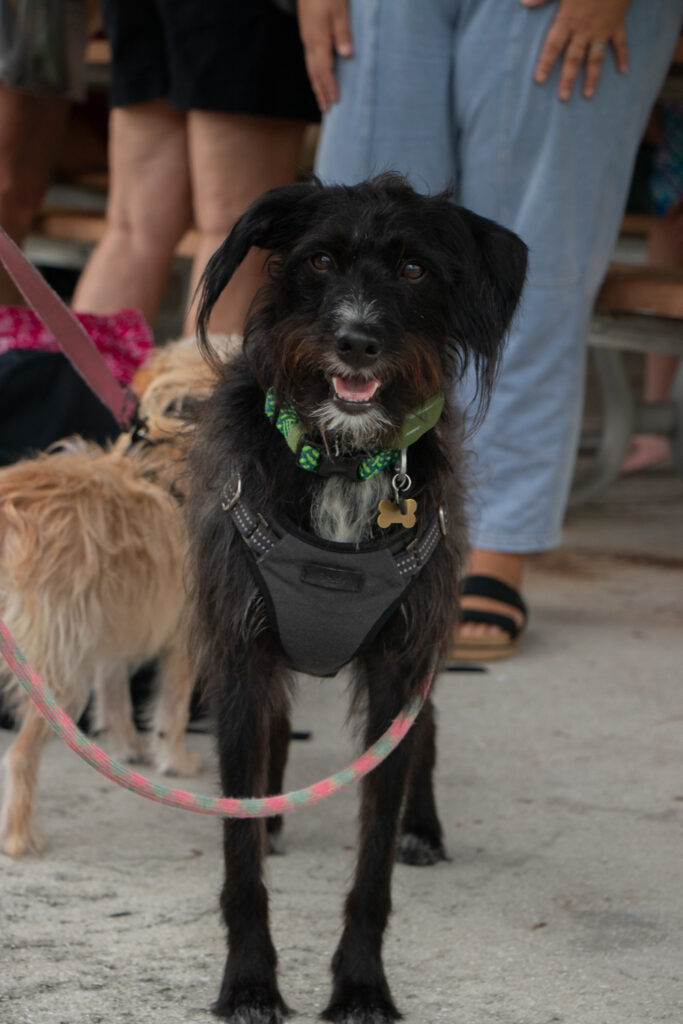 Black dog looking to camera.