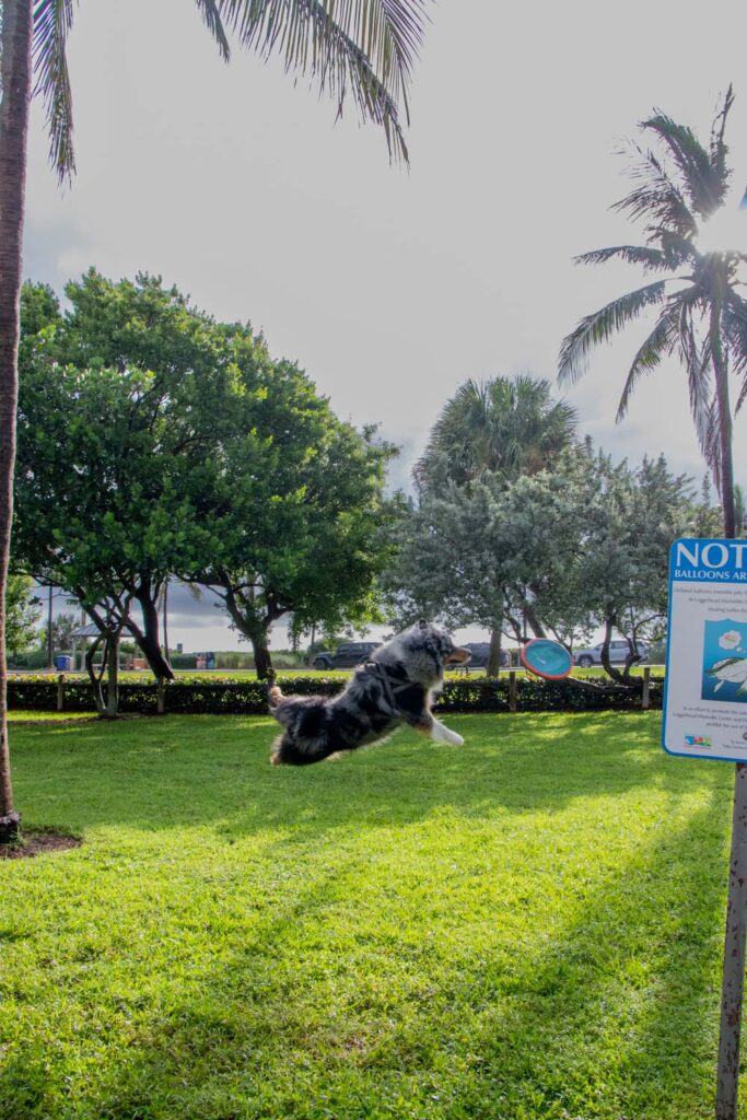 Australian Shepard dog jumping for frisbee on grass.