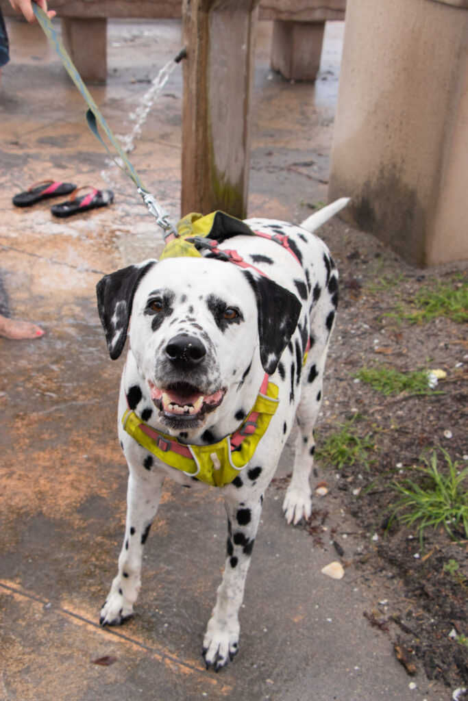 Dalmatian wearing a yellow harness and look at the camera.