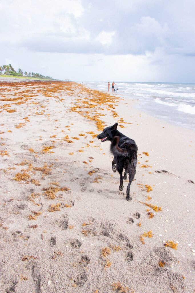 Black dog running away on seaweed filled beach.