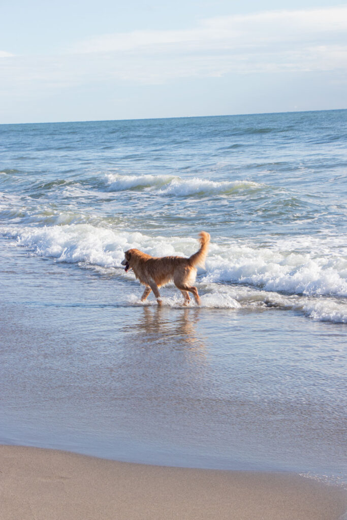Dog walking along the shore of Jupiter Beach.