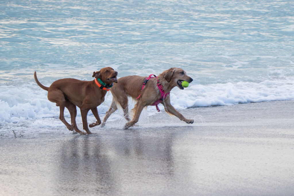 Two dogs on the beach playing by the water.