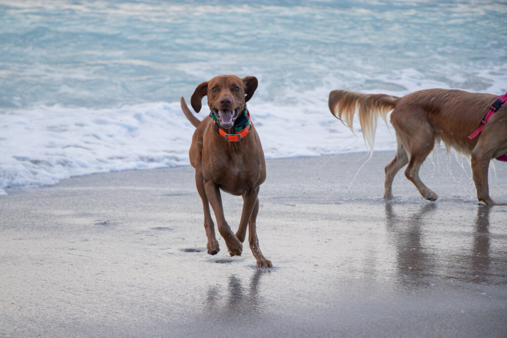 Two dogs on the beach playing by the water.