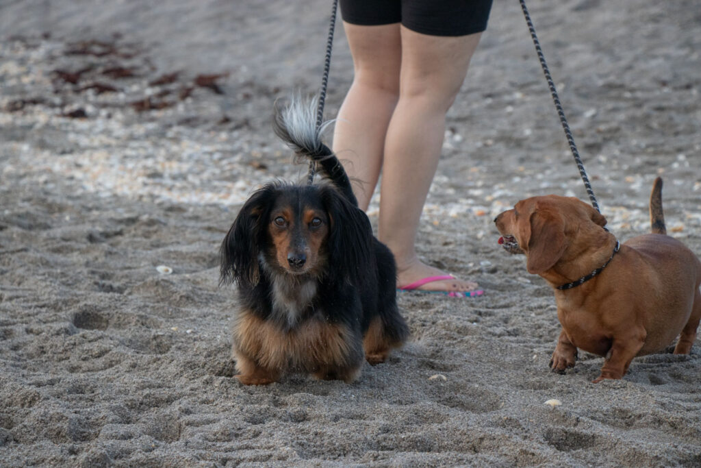 Two Dachsund dogs on the beach.
