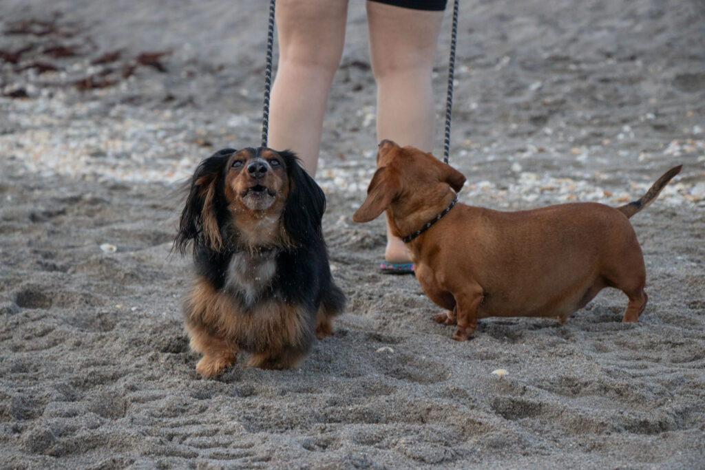 Two Dachsund dogs on the beach.
