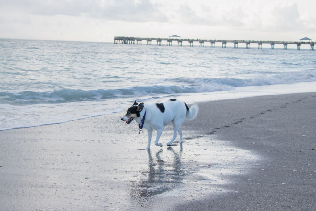 Dog walking along the shore with the Juno Beach pier in the background.