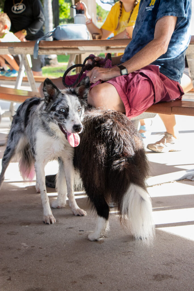 Dogs standing by benches under the pavilion.