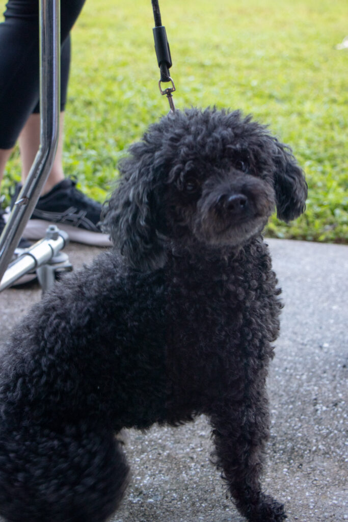 Fluffy black dog sitting on the sidewalk.