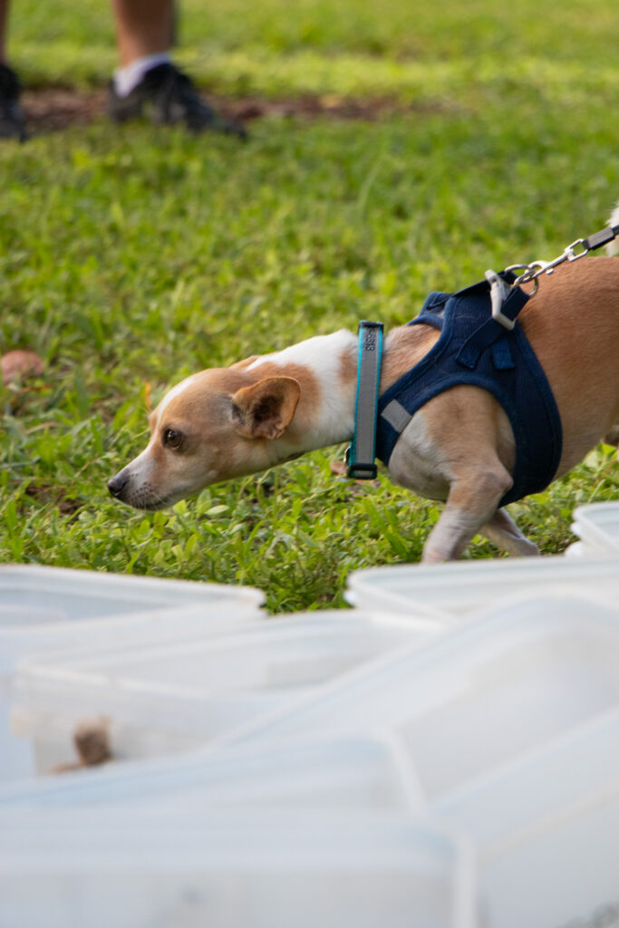 Small dog in harness standing behind white beach cleanup buckets.