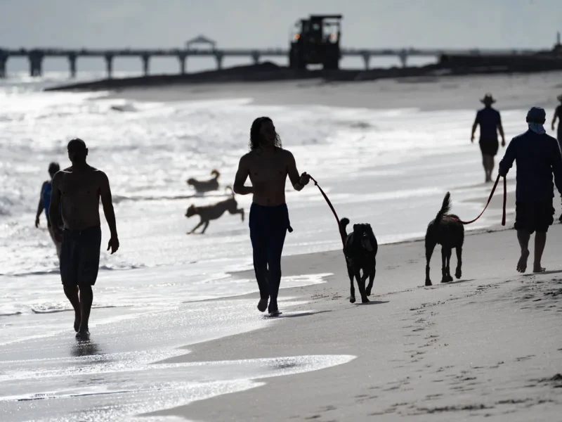 People walk their dogs on the dog beach o